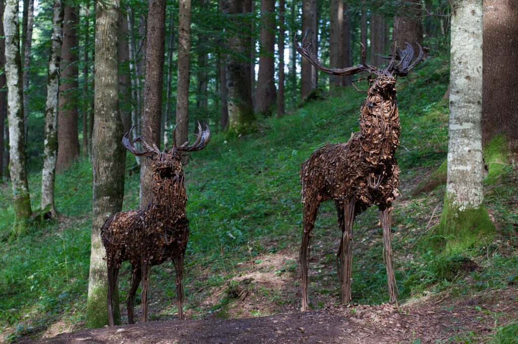 CERVI / DEERS