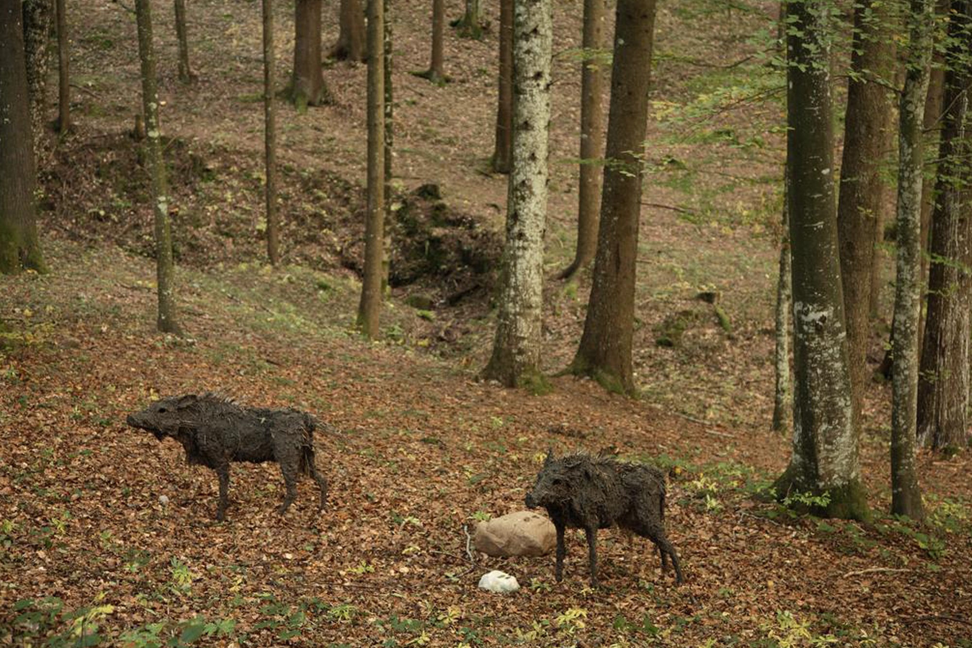 CINGHIALI / BOARS