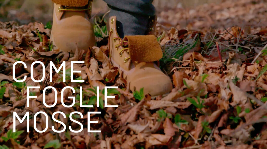 COME FOGLIE MOSSE